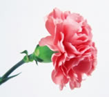 ����ܰ����