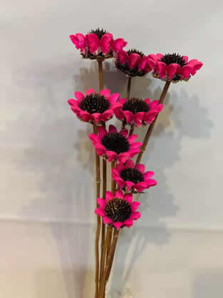 �����ɻ�����